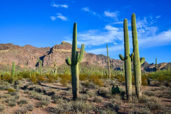Arizona desert landscape, giant cacti Saguaro cactus (Carnegiea gigantea) against the blue sky, USA