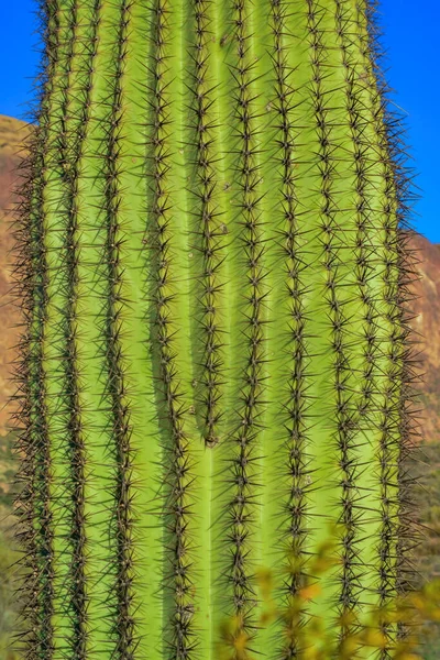Fragment Tjock Korkig Taggig Stjälk Saguaro Kaktus Carnegiea Gigantea Arizona — Stockfoto