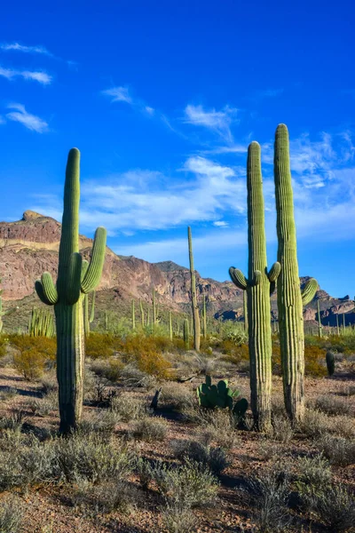 Arizona Desert Landscape Giant Cacti Saguaro Cactus Carnegiea Gigantea Blue — Stock Photo, Image