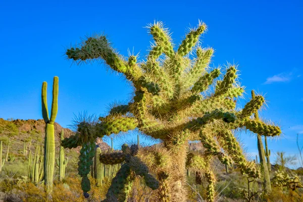 Desert Landscape Cacti Foreground Fruits Cactus Seeds Cylindropuntia Organ Pipe — Stock Photo, Image