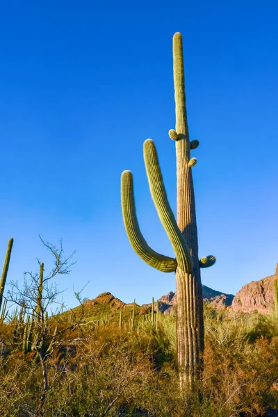 Arizona Desert Landscape Giant Cacti Saguaro Cactus Carnegiea Gigantea Blue — Stock Photo, Image