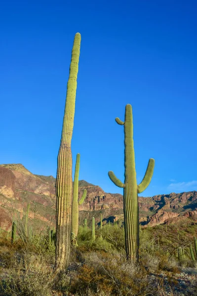 Arizona Desert Landscape Giant Cacti Saguaro Cactus Carnegiea Gigantea Blue — Stock Photo, Image