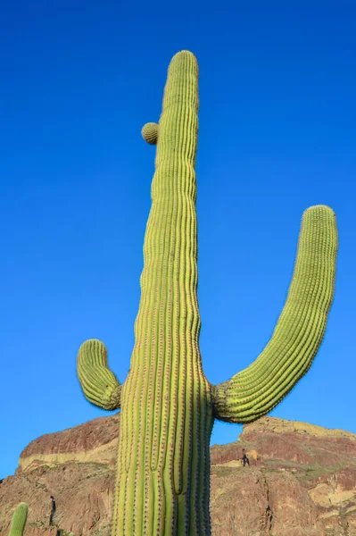 Wüstenlandschaft Arizonas Riesige Kakteen Saguaro Kaktus Carnegiea Gigantea Gegen Den — Stockfoto