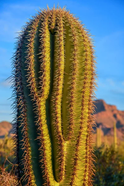在美国亚利桑那州的沙漠中 年轻的巨型仙人掌在蓝天的映衬下种植着沙瓜罗仙人掌 — 图库照片