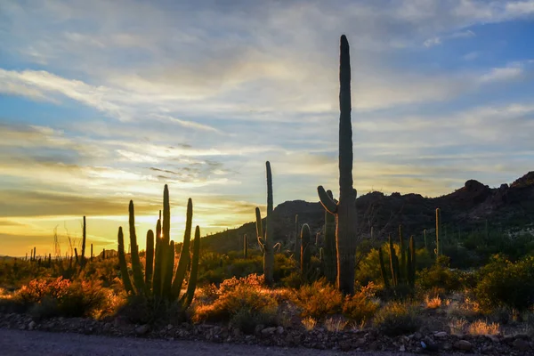 Dev Saguaros (Carnegiea Gigantea), akşam üstü kırmızı bulutların arka planına karşı. Organ Borusu Kaktüsü Ulusal Anıtı, Arizona