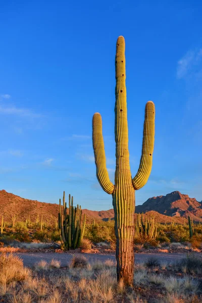 Medium Shot Giant Cactus Saguaro Cactus Carnegiea Gigantea Blue Sky — Stock Photo, Image
