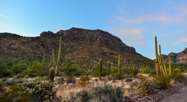Arizona Woestijn Landschap Gigantische Cactussen Saguaro Cactus Carnegiea Gigantea Tegen — Stockfoto