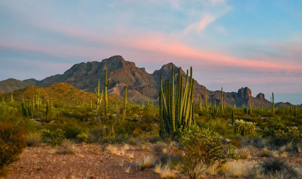 Mavi gökyüzüne karşı büyük bir kaktüs grubu (Stenocereus thurberi) ve Carnegiea gigantea. Arizona 'daki Organ Borusu Ulusal Parkı 