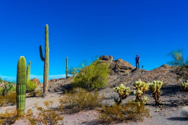 ABD, ARIZONA - NOVEMBER 24, 2019: büyük kaktüs (Carnegiea gigantea) ve Cylindropuntia bigelovii Arizona, ABD 'de çöl