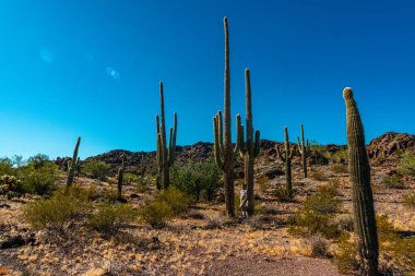 ABD, ARIZONA - 24 Kasım 2019: Arizona çölündeki dev kaktüslerin arasında bir adamın silueti