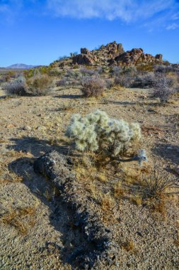 Cholla Kaktüs Bahçesi, Joshua Tree Ulusal Parkı, Kaliforniya ABD 'de Gümüş cholla (Cylindropuntia echinocarpas)