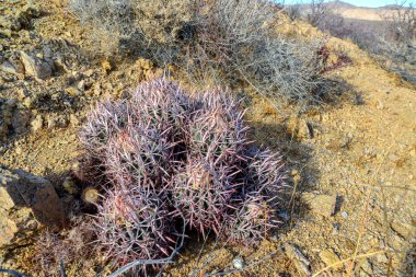Echinocactus polycephalus, Cottontop Kaktüsü, Çok başlı Barrel Kaktüsü, Cannonball Kaktüsü. Arizona çölünde kaktüs.. 