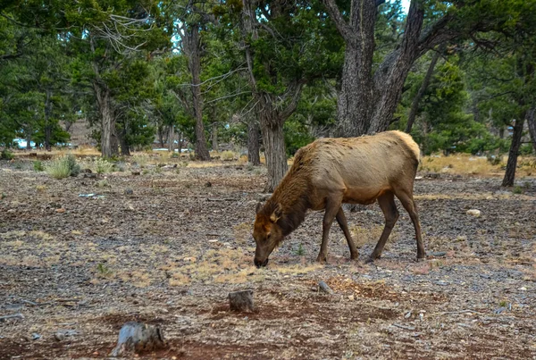 Hornless Groot Hert Eet Droog Gras Grand Canyon Gebied Arizona — Stockfoto