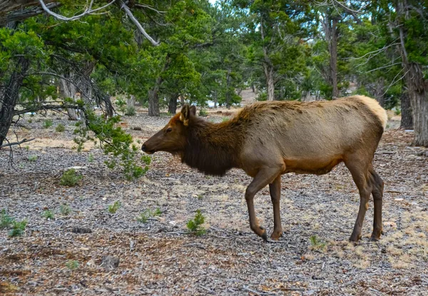Hornless Big Deer Comes Dry Grass Grand Canyon Area Arizona — Foto de Stock