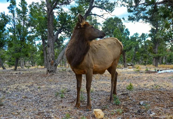 Hornless Groot Hert Eet Droog Gras Grand Canyon Gebied Arizona — Stockfoto