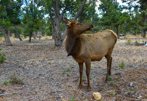Hornless Μεγάλο Ελάφι Τρώει Ξηρό Γρασίδι Στην Περιοχή Grand Canyon — Φωτογραφία Αρχείου
