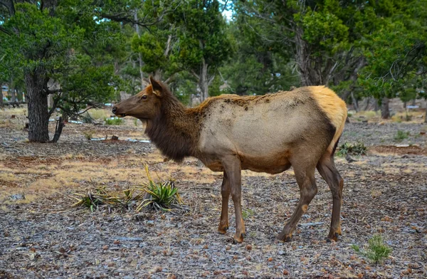 Hornless Groot Hert Eet Droog Gras Grand Canyon Gebied Arizona — Stockfoto