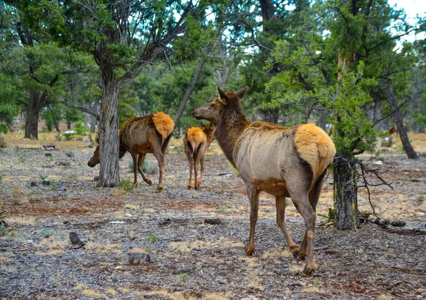 Hornless Groot Hert Eet Droog Gras Grand Canyon Gebied Arizona — Stockfoto