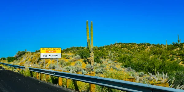 Arizona Usa November 2019 Giant Cacti Carnegiea Gigantea Side Road — Stock Photo, Image