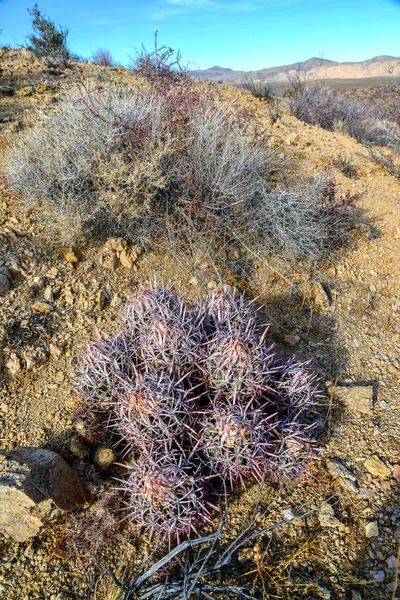 Echinocactus Polycephalus Cottontop Cactus Many Headed Barrel Cactus Cannonball Cactus — Stock Photo, Image