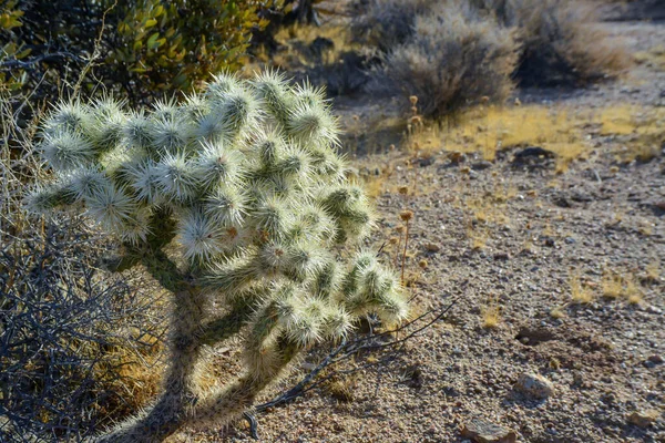Silver Cholla Cylindropuntia Echinocarpas Cholla Cactus Garden Joshua Tree National — стокове фото