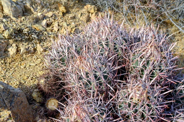 Echinocactus Polycephalus Cottontop Cactus Many Headed Barrel Cactus Cannonball Cactus — Foto de Stock