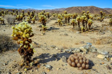 Oyuncak ayı cholla (Cylindropuntia bigelovii). Joshua Tree Ulusal Parkı 'ndaki Cholla Kaktüs Bahçesi. Kaliforniya