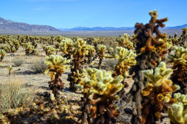 Oyuncak ayı cholla (Cylindropuntia bigelovii). Joshua Tree Ulusal Parkı 'ndaki Cholla Kaktüs Bahçesi. Kaliforniya