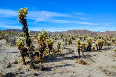 Oyuncak ayı cholla (Cylindropuntia bigelovii). Joshua Tree Ulusal Parkı 'ndaki Cholla Kaktüs Bahçesi. Kaliforniya