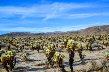 Oyuncak ayı cholla (Cylindropuntia bigelovii). Joshua Tree Ulusal Parkı 'ndaki Cholla Kaktüs Bahçesi. Kaliforniya