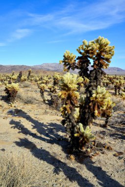 Oyuncak ayı cholla (Cylindropuntia bigelovii). Joshua Tree Ulusal Parkı 'ndaki Cholla Kaktüs Bahçesi. Kaliforniya
