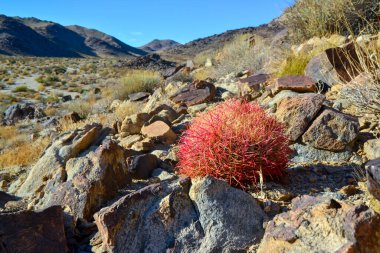 Kaktüslü çöl manzarası. Çöl fıçısı kaktüsü Ferocactus silindirius, Joshua Tree Ulusal Parkı, Güney Kaliforniya