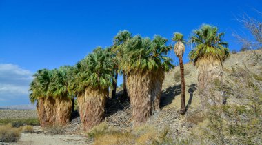 Çölde Coachella Vadisi 'nin yakınlarındaki Bin Palmiye Vahası' nda palmiye ağaçları yükseliyor. Villis palmiye vahası. Kaliforniya