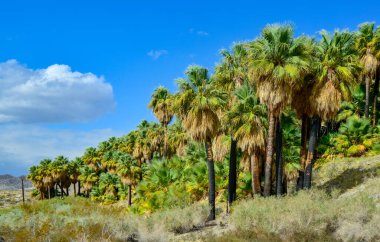 Çölde Coachella Vadisi 'nin yakınlarındaki Bin Palmiye Vahası' nda palmiye ağaçları yükseliyor. Villis palmiye vahası. Kaliforniya