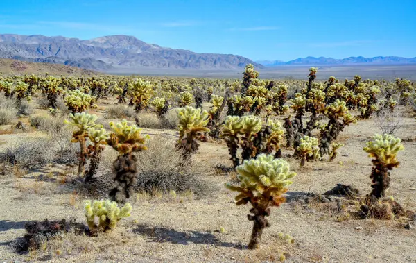 Teddy Bear Cholla Cylindropuntia Bigelovii Сад Кактусов Чолла Национальном Парке — стоковое фото