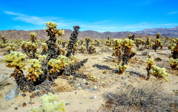 Ours Peluche Cholla Cylindropuntia Bigelovii Jardin Cholla Cactus Parc National — Photo