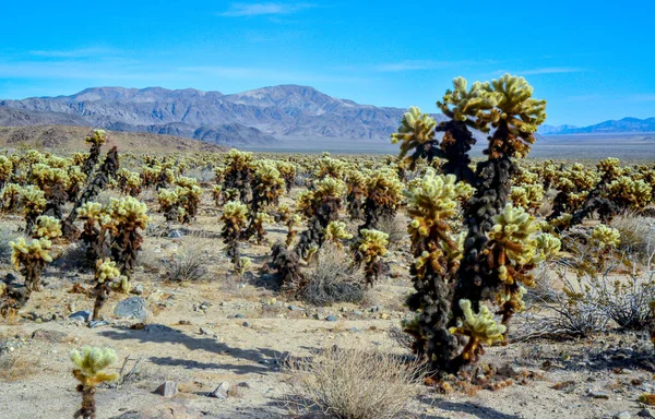 Cylindropimtia Bigelovii Cholla Cactus Garden Joshua Tree National Park California — 스톡 사진