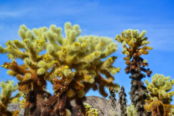 Teddy Bear Cholla Cylindropuntia Bigelovii Cholla Cactus Garden Joshua Tree — Photo