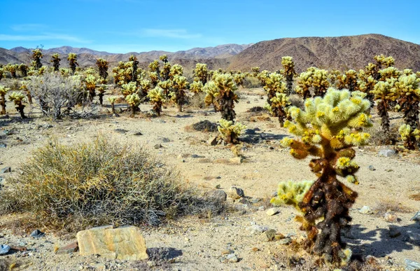 Cylindropimtia Bigelovii Cholla Cactus Garden Joshua Tree National Park California — 스톡 사진