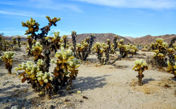 Αρκουδάκι Χολή Cylindropuntia Bigelovii Τσόλα Κάκτους Γκάρντεν Στο Εθνικό Πάρκο — Φωτογραφία Αρχείου