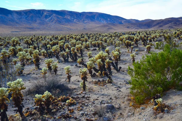 Αρκουδάκι Χολή Cylindropuntia Bigelovii Τσόλα Κάκτους Γκάρντεν Στο Εθνικό Πάρκο — Φωτογραφία Αρχείου