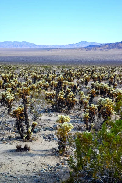 Cylindropimtia Bigelovii Cholla Cactus Garden Joshua Tree National Park California — 스톡 사진