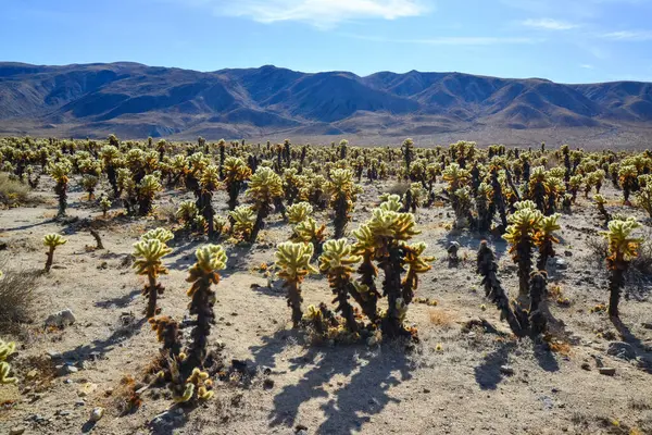 Teddy Bear Cholla Cylindropuntia Bigelovii Сад Кактусов Чолла Национальном Парке — стоковое фото