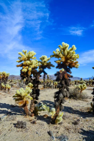 Ours Peluche Cholla Cylindropuntia Bigelovii Jardin Cholla Cactus Parc National — Photo