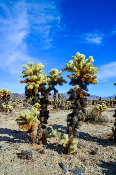 Teddy Bear Cholla Cylindropuntia Bigelovii Сад Кактусов Чолла Национальном Парке — стоковое фото