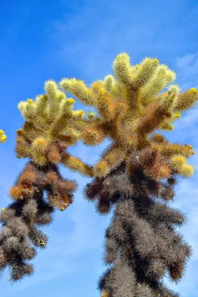 Teddy Bear Cholla Cylindropuntia Bigelovii Cholla Cactus Garden Joshua Tree — Stock Photo, Image