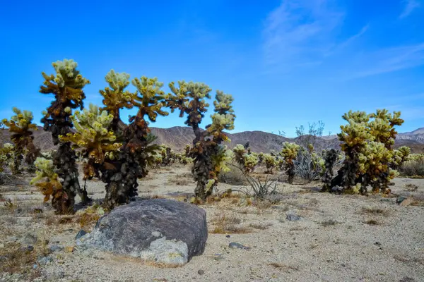 Teddy Bear Cholla Cylindropuntia Bigelovii Сад Кактусов Чолла Национальном Парке — стоковое фото