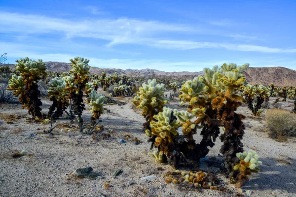 Teddy Bear Cholla Cylindropuntia Bigelovii Сад Кактусов Чолла Национальном Парке — стоковое фото