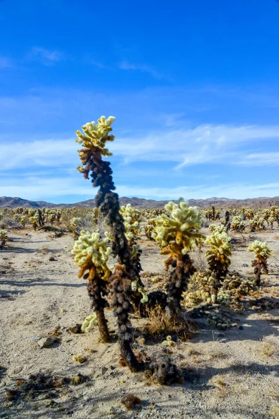 Teddy Bear Cholla Cylindropuntia Bigelovii Сад Кактусов Чолла Национальном Парке — стоковое фото