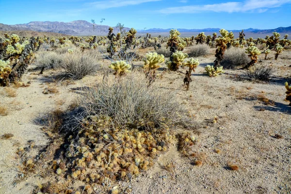 Αρκουδάκι Χολή Cylindropuntia Bigelovii Τσόλα Κάκτους Γκάρντεν Στο Εθνικό Πάρκο — Φωτογραφία Αρχείου